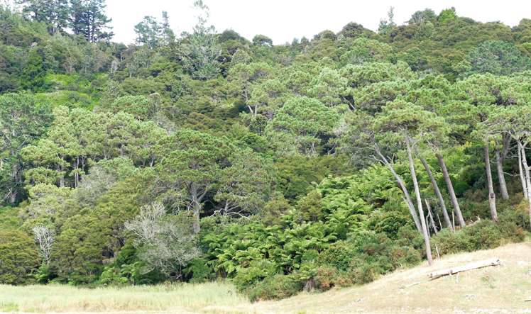 314 Martin Road Waerenga_17