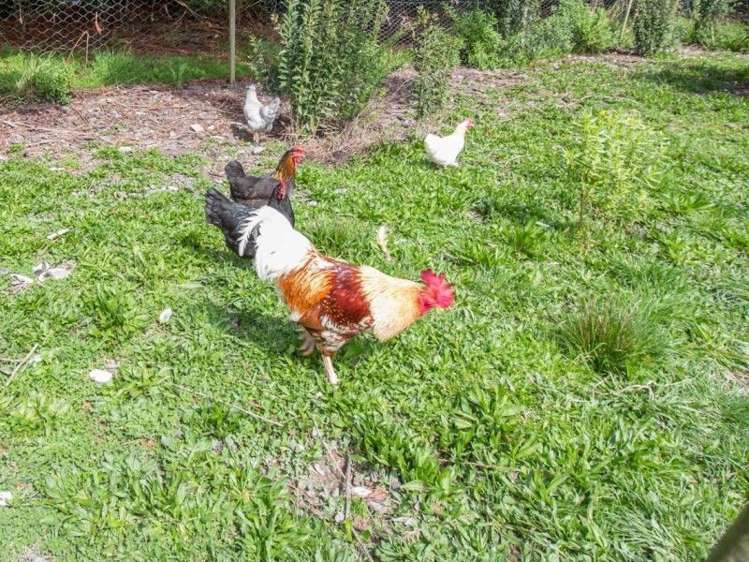 16 Dunrobin Lane (Pvt) Maungatapere_17