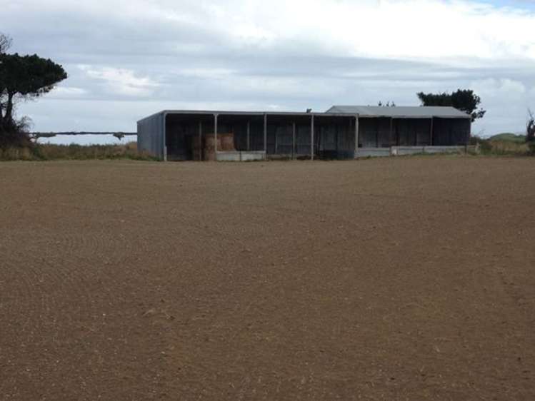 1110 Waimatuku Bush Road Taramoa_22