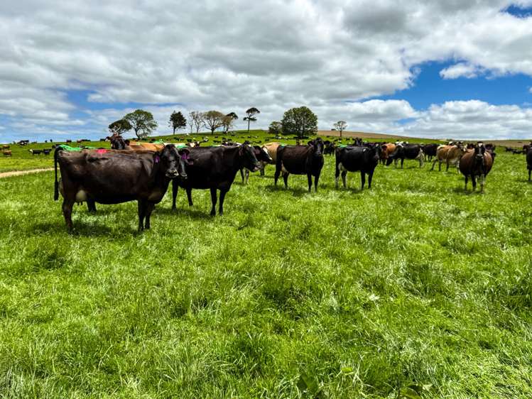 1532 Wyndham Letterbox Road Mataura Island_2