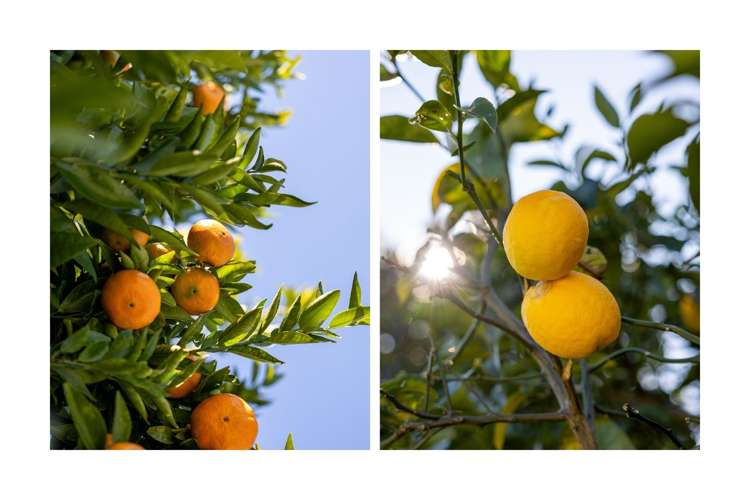 302 Ballintoy Park Drive Welcome Bay_12