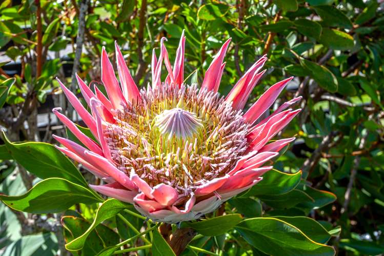 147 Vista Paku Pauanui_21