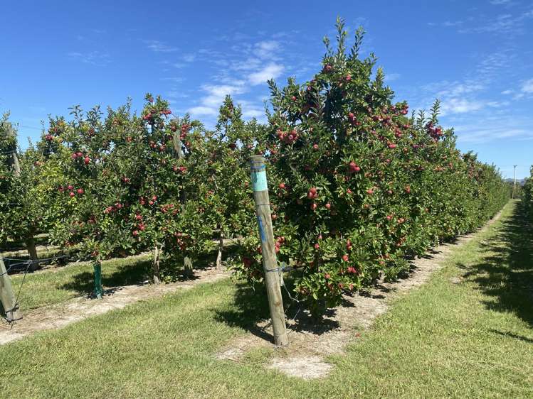 Rockit Orchard No.2 LP Hastings_7