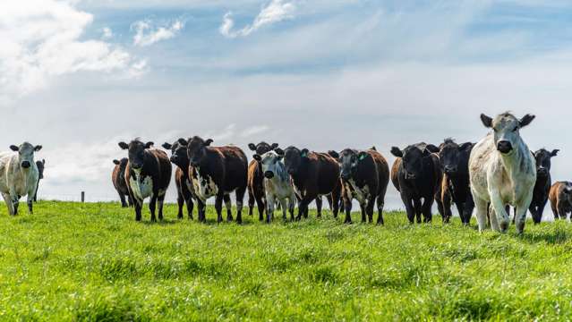 1443 Omihi Road Omihi_3