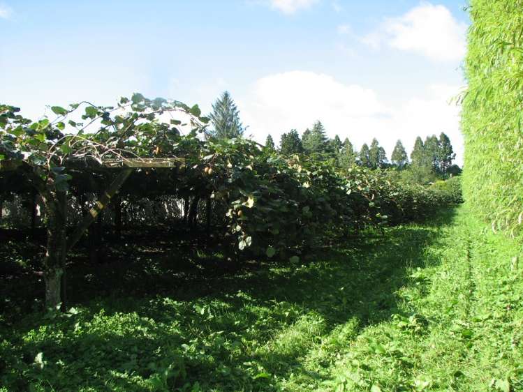 644 No 2 Road Te Puke_11