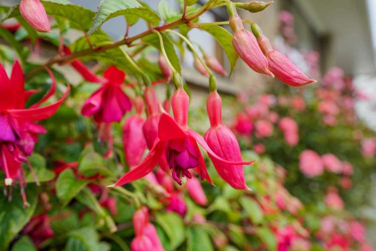 71C Earn Street Appleby_17