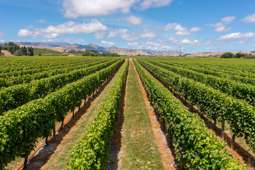 Strong fundamentals underpin Kiwi viticulture sector