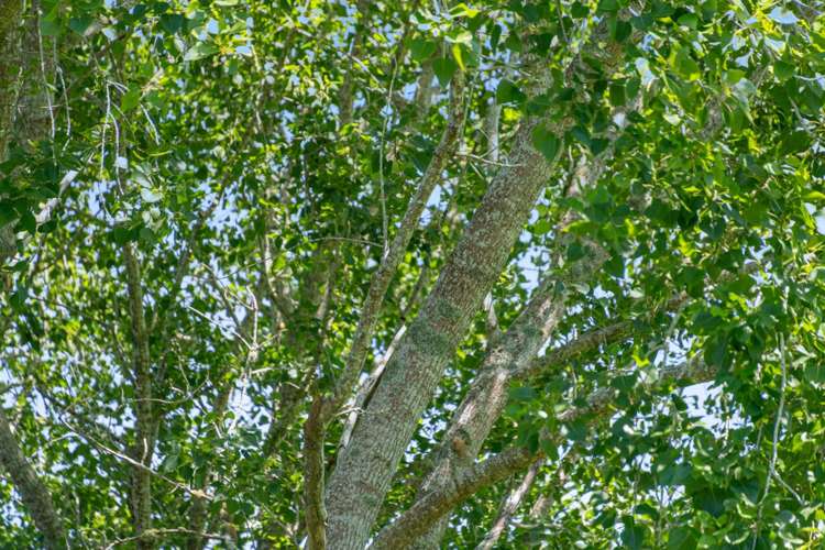 299 Haruru Road Kaukapakapa_14