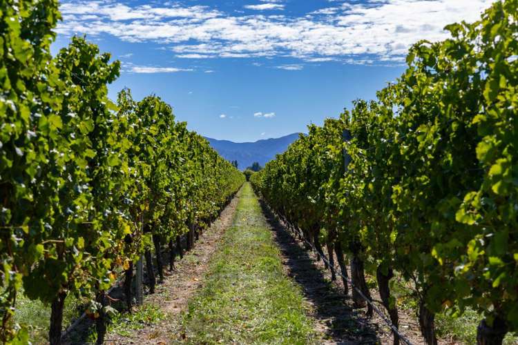 1 Wairau Plains Renwick_5