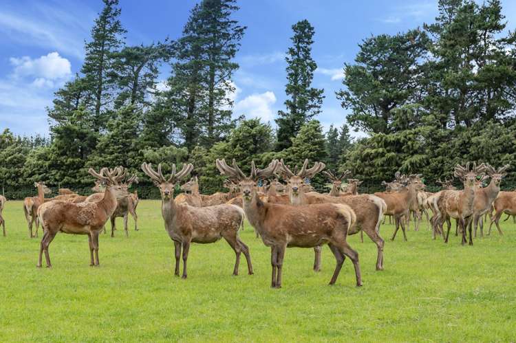 797 Lake Sumner Road Masons Flat_28