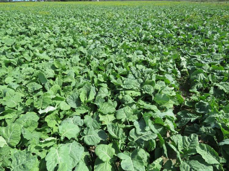 30 Griffiths Road Huntingdon_13