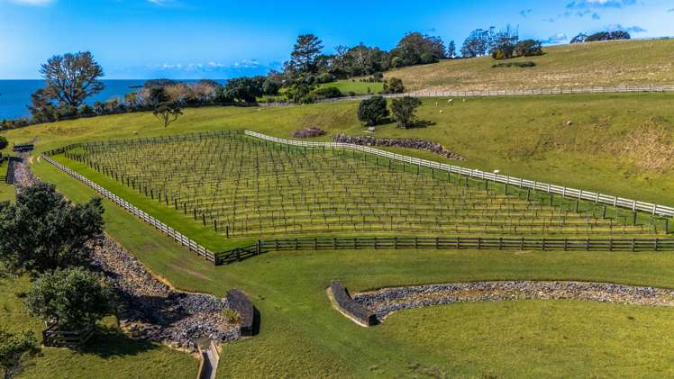 - Moturoa Island Russell_20