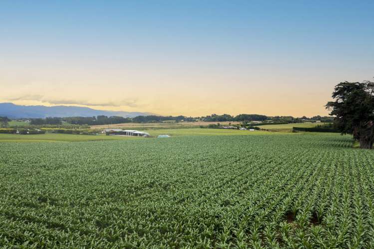 159 Koputaroa Road Levin_24