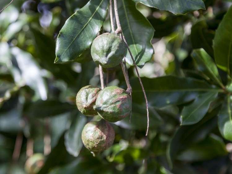 72 Puriri Valley Road Puriri_32