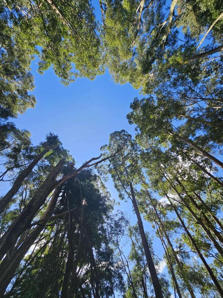 307 Whananaki North Road Opuawhanga_37