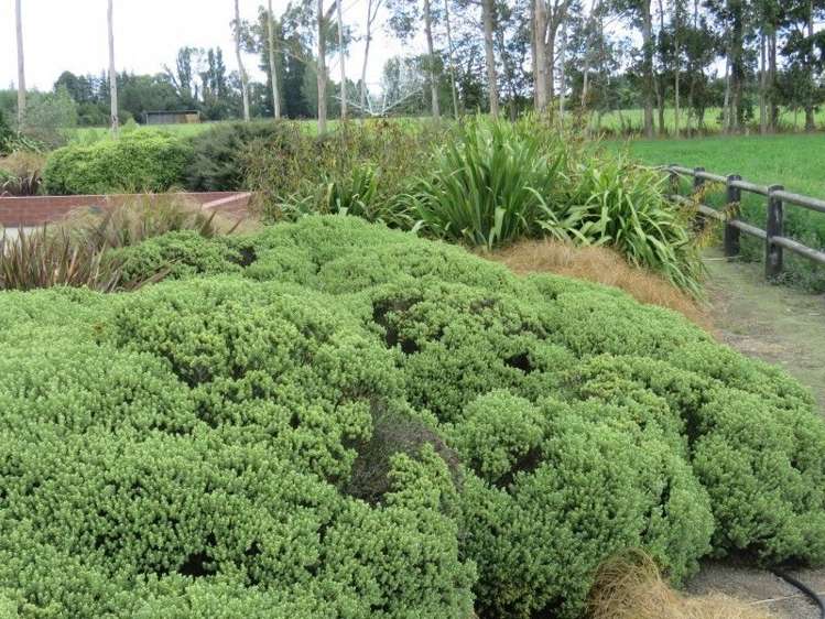 315 Racecourse Road Allenton_6