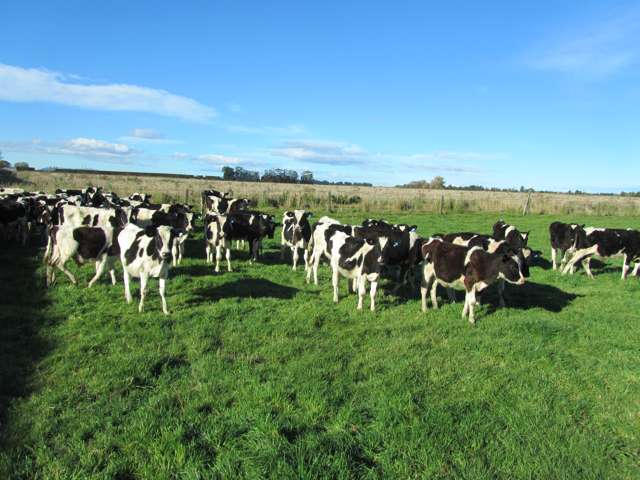 Well Located Dairy Grazing / Grain