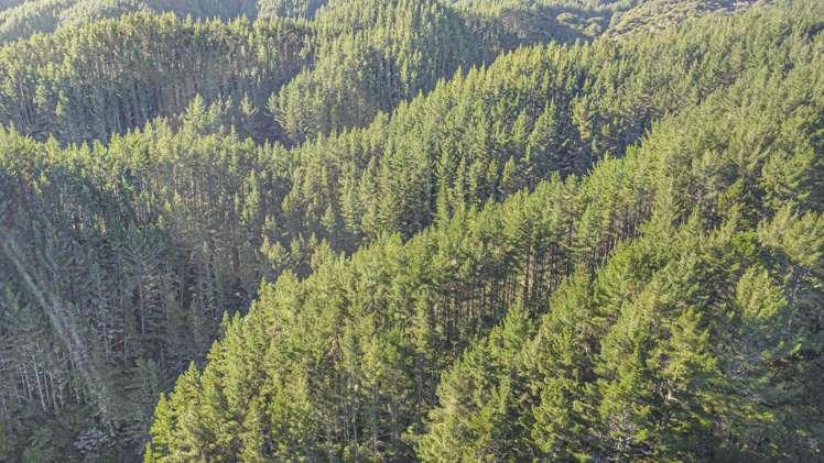 1 State Highway 2 Taneatua_9