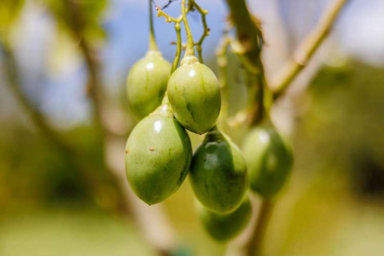 118 Wiroa Road Kerikeri_36