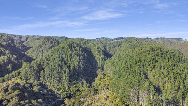 1 State Highway 2 Taneatua_3