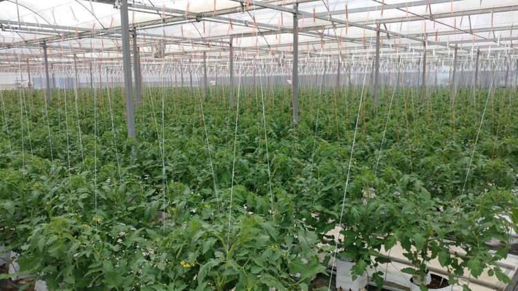 507b Harrisville Road Buckland_6