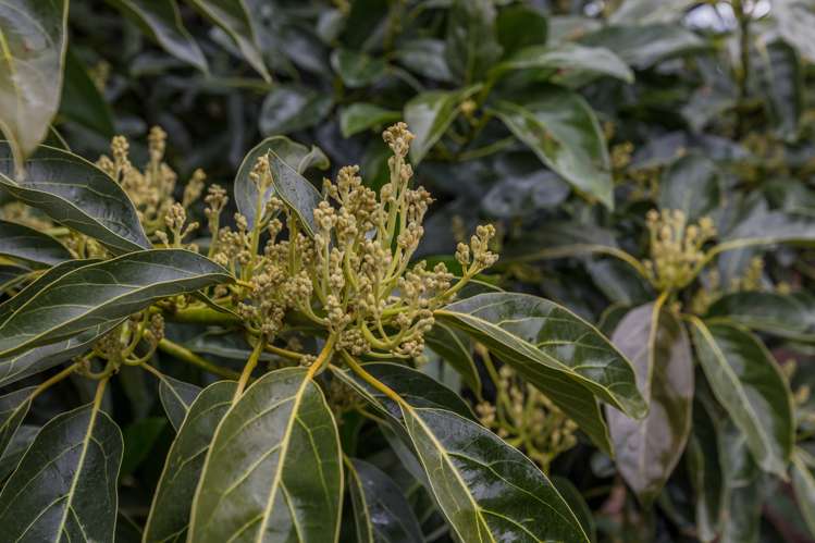 168 Heath Road Awanui_3