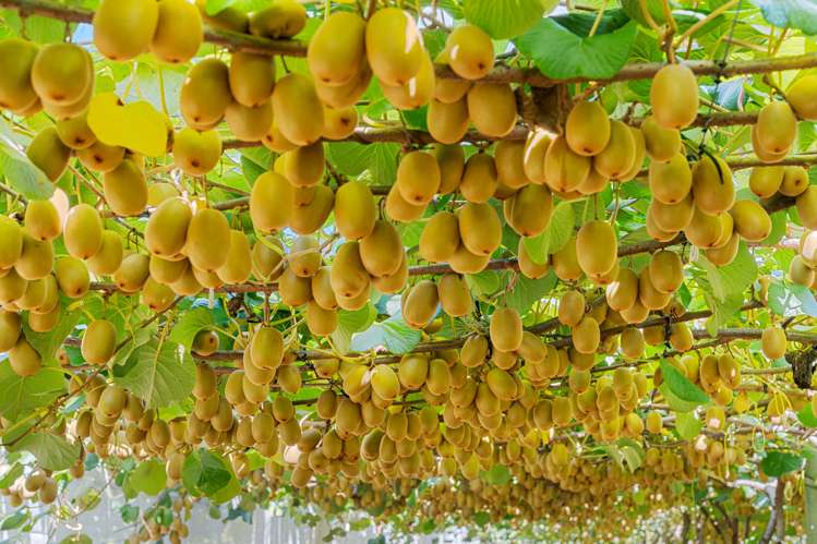 121a Macdonald Road Te Teko_11