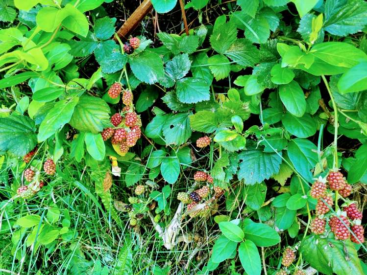 43 Naumai Street Motueka_23