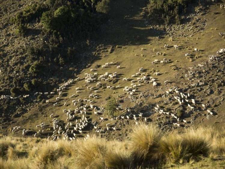 126 Mcphersons Road Taiko_7