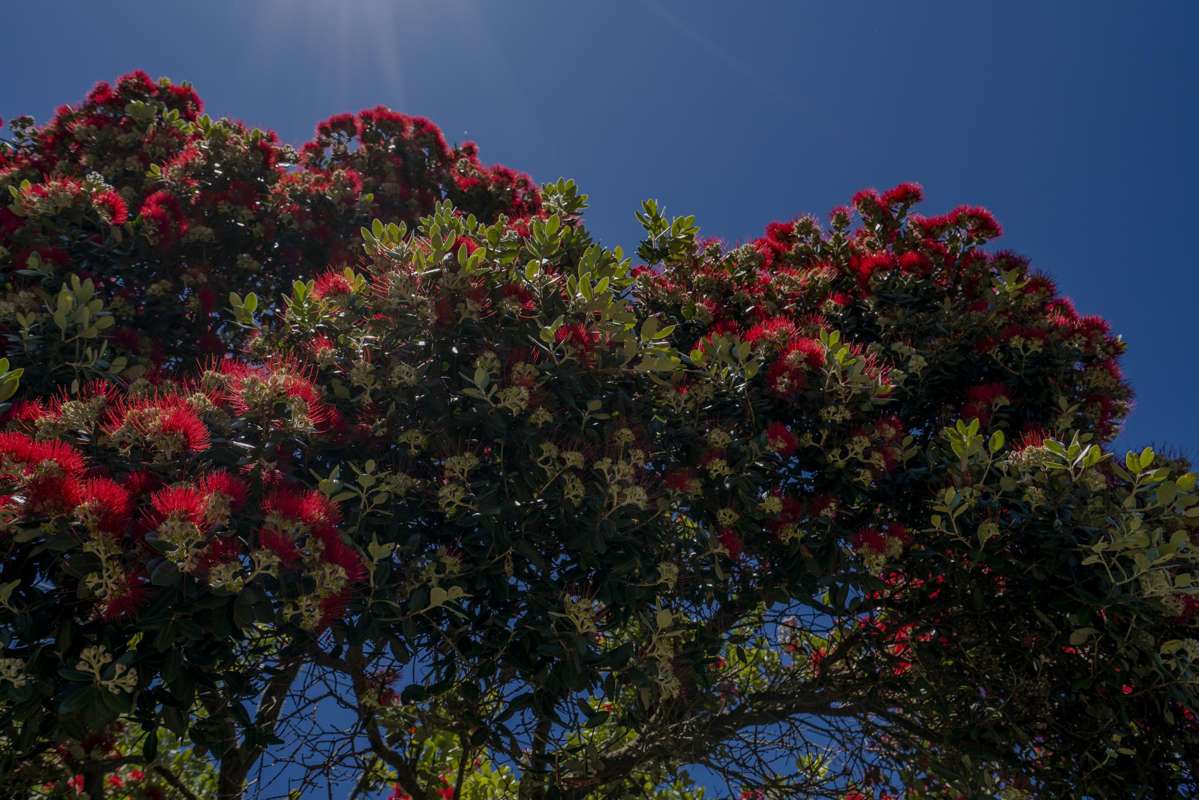 Lot 1, 92 Hahei Beach Road_1