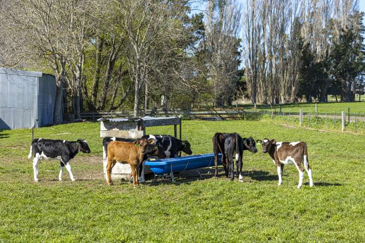 94 Brogdens Road Lowcliffe_11