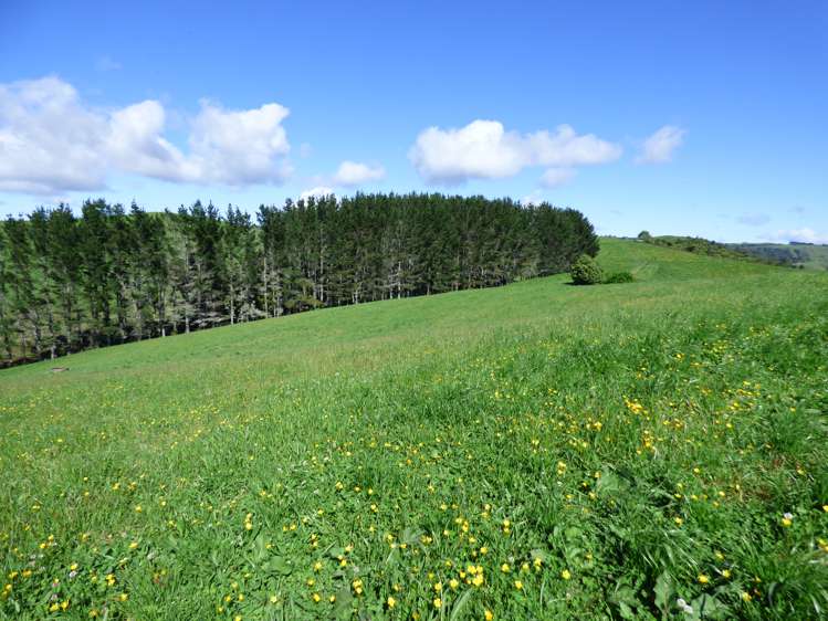 2229 State Highway 31, Kawhia Road Otorohanga_24