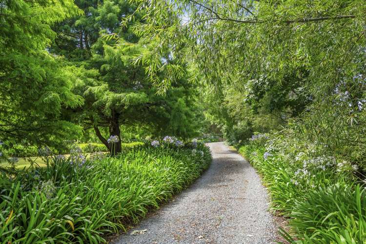 295 Postman Road Dairy Flat_11