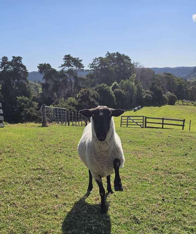 King of the Hill!
