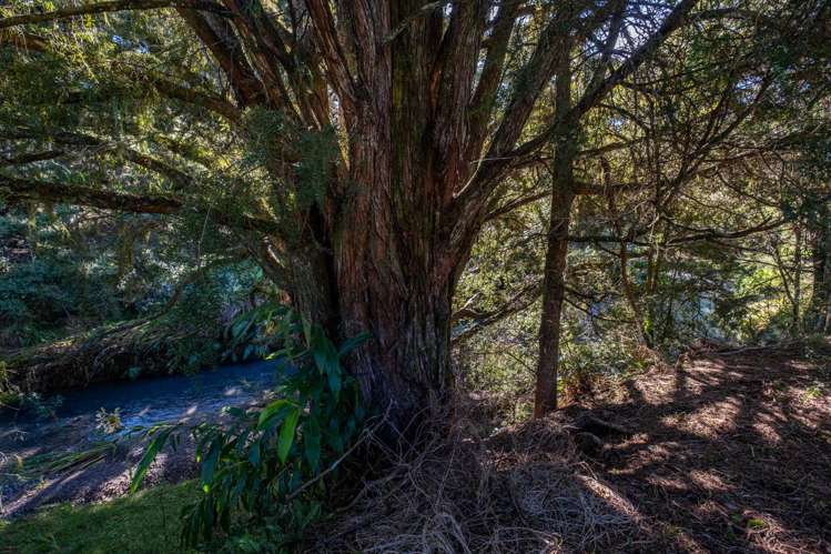 373 Fern Flat Road Peria_15