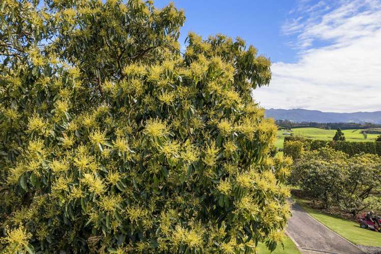 151 Wright Road Aongatete_22