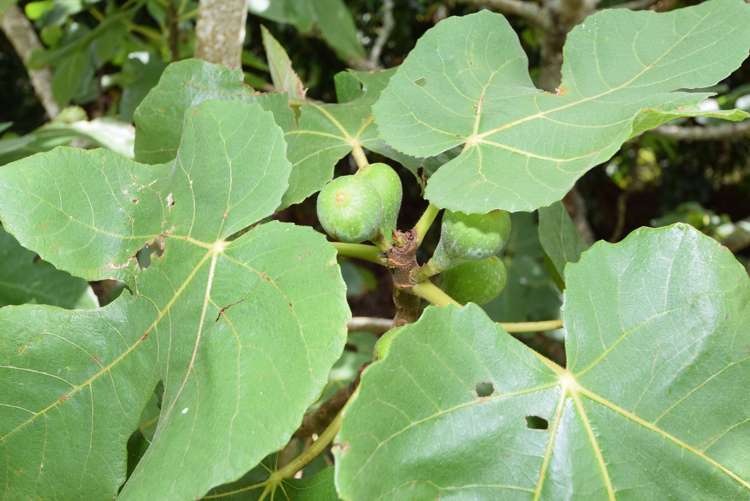 1 Hazelmere Street Wellsford_16