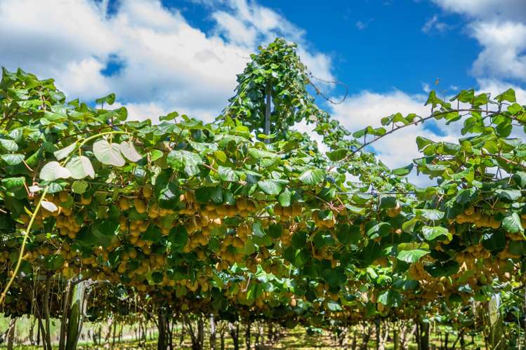 331 Maniatutu Road Pongakawa_10