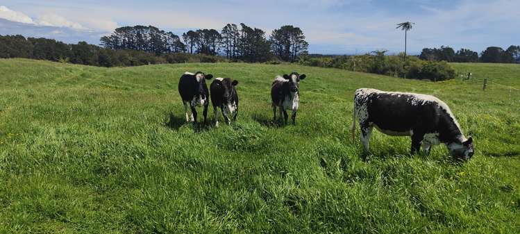 185 Korito Road Korito_20