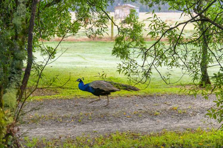 298 Cook Flat Road Fox Glacier_22