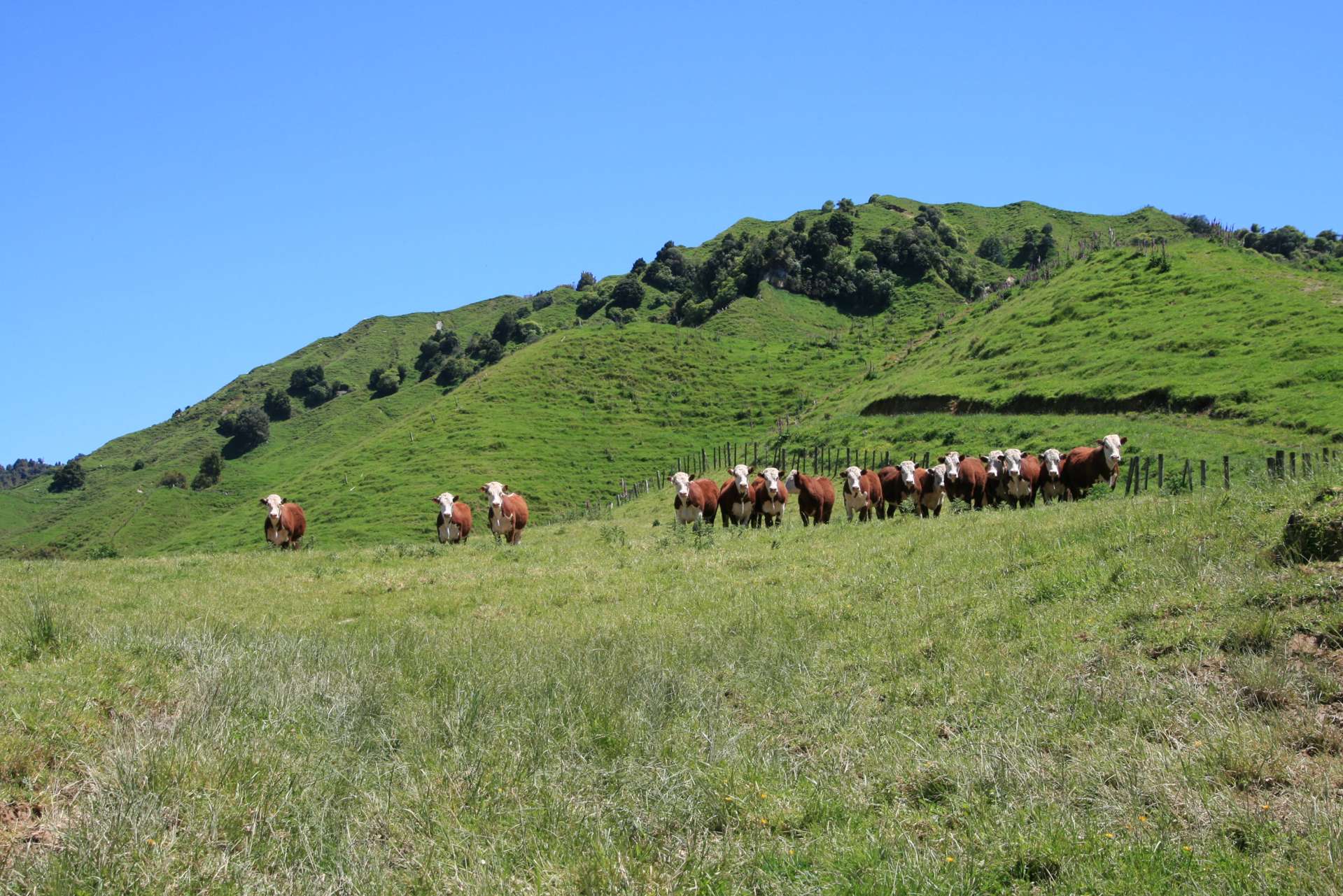 6753 Ohura Road Ruapehu-King Country Surrounds_0