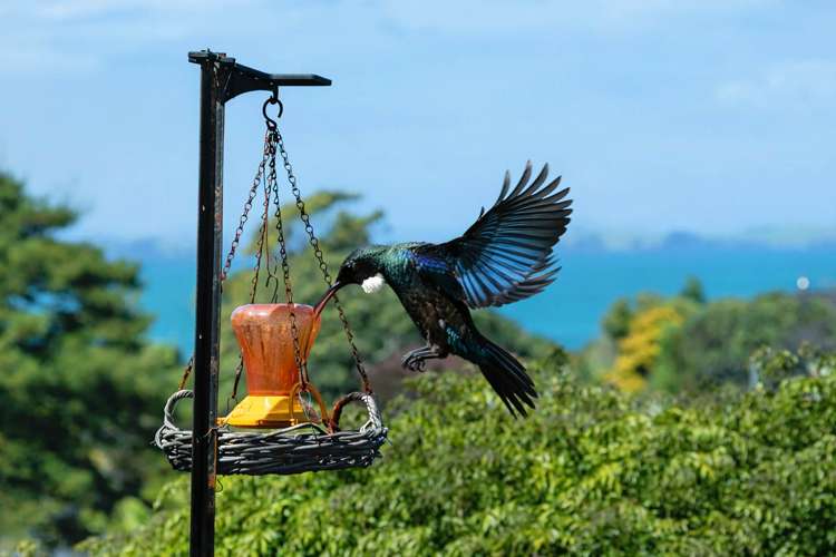 30 Aotearoa Terrace Murrays Bay_25