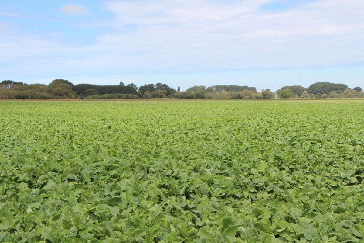 Pareora River Road_4