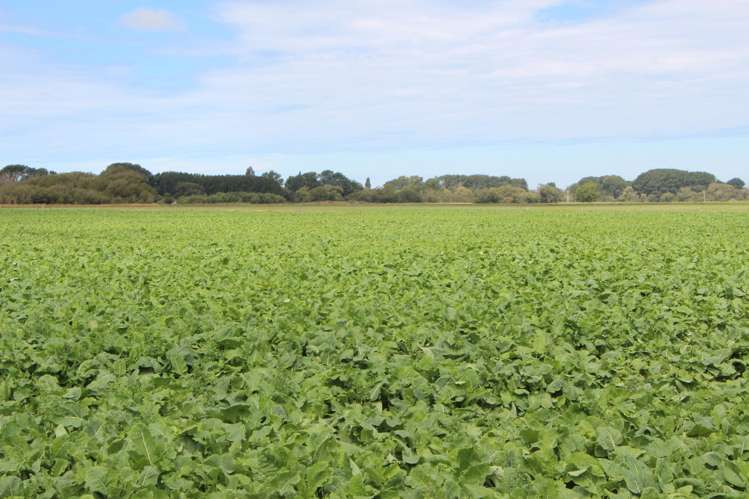 Pareora River Road Southburn_8