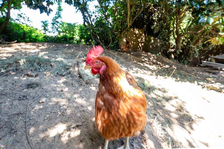 4 Huia Street Hillcrest_19