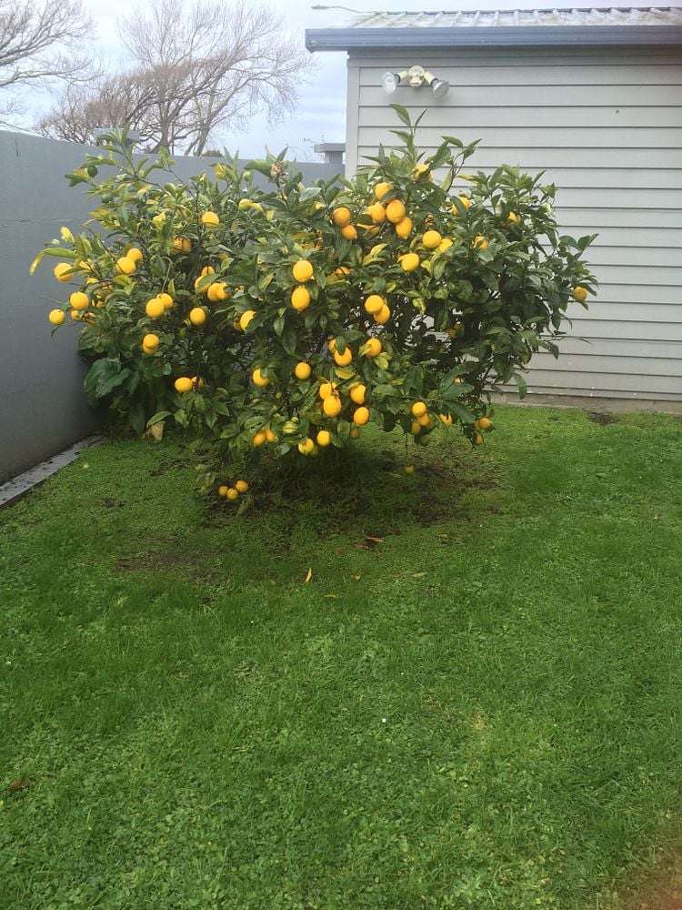 5/16 Freyberg Street Roslyn_17