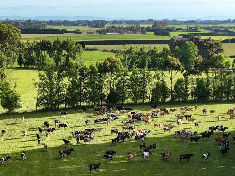 318 Waipango Ermedale Road Gummies Bush_1