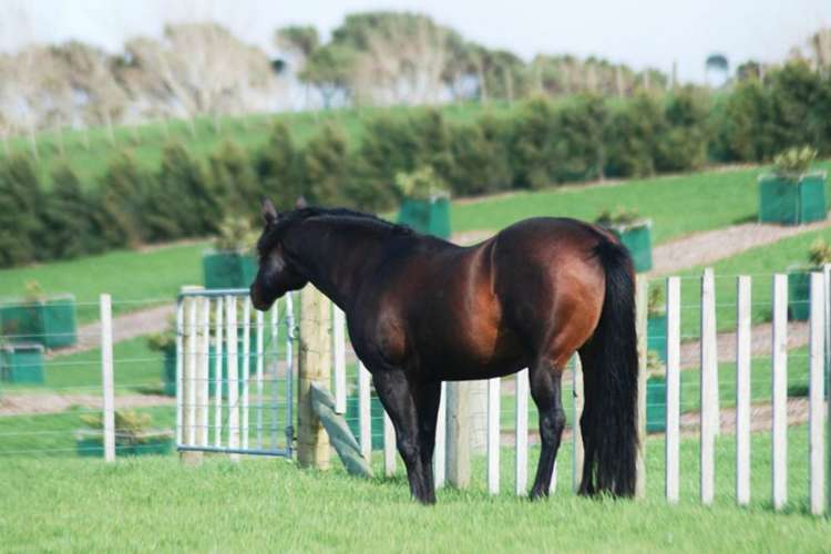 79 Fuller Road South Head_37