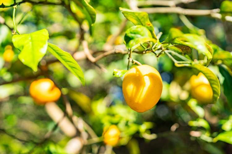 12 Whangarei Heads Road Onerahi_35