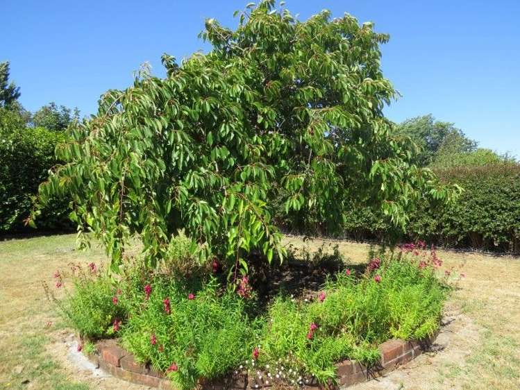 16 Costley Street Carterton_10